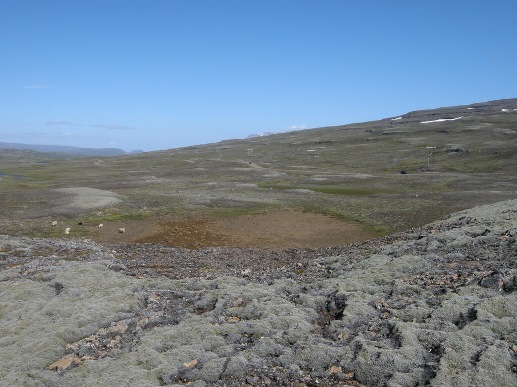 Schafe am Öxi Pass