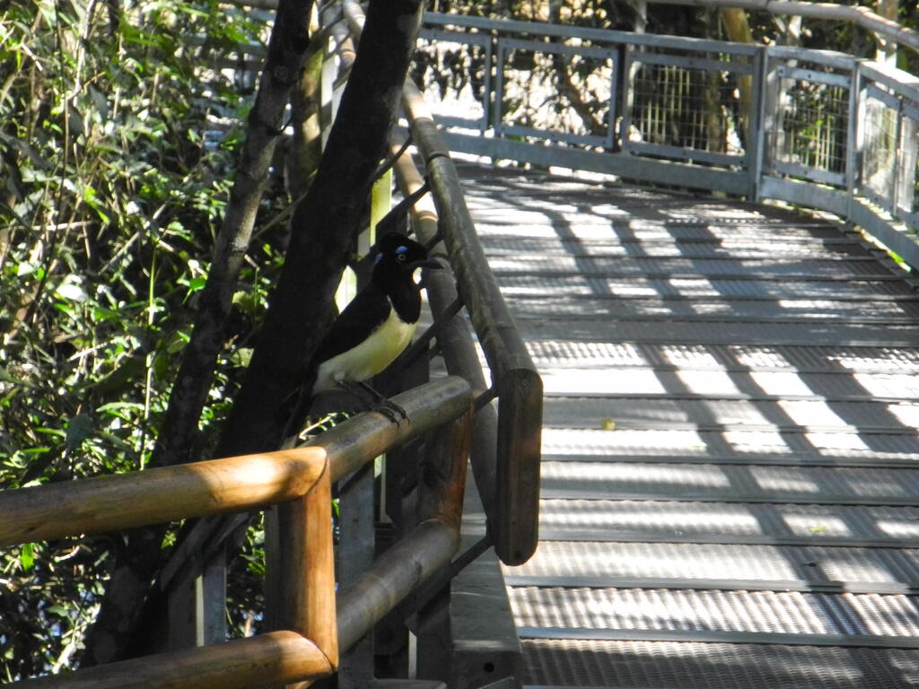 Ein Vogel auf dem Geländer