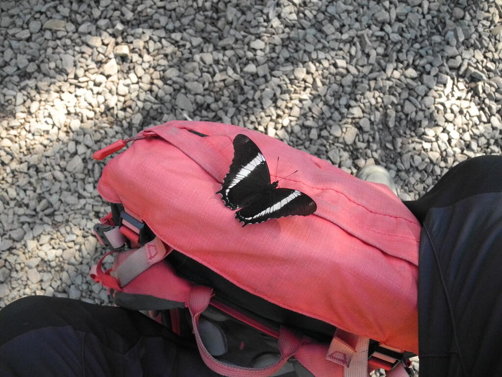 Ein großer Schmetterling auf meinem Rucksack