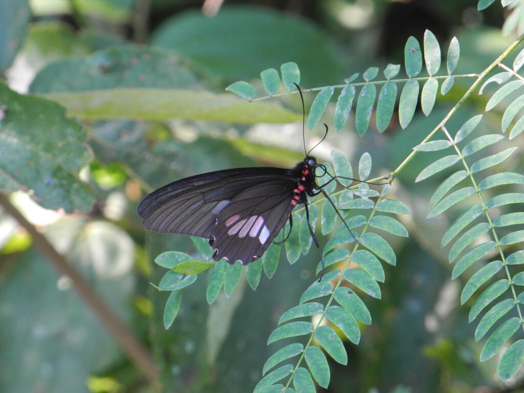 Ein Schmetterling auf dem Rückweg des oberen Rundgangs