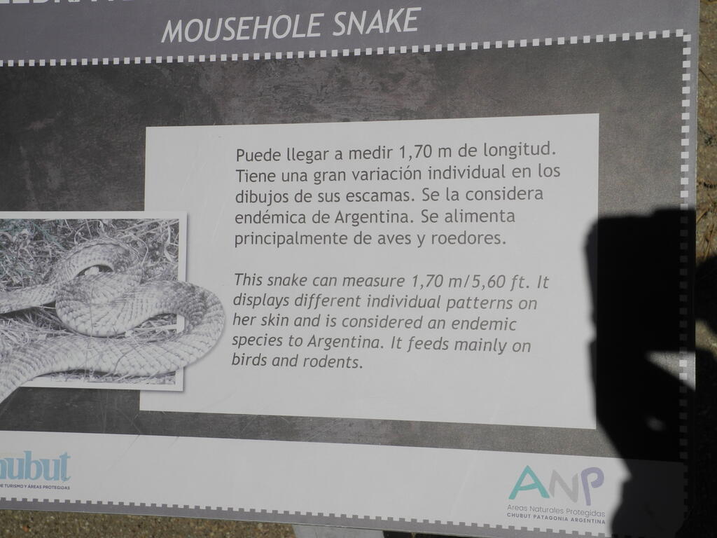 Infotafel Schlange
