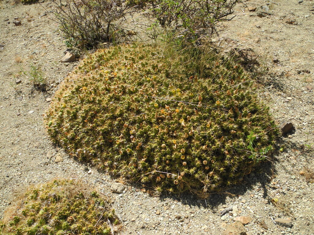 Kaktus