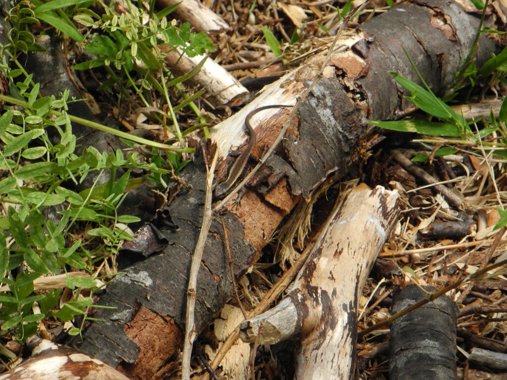 Eidechse im Wald