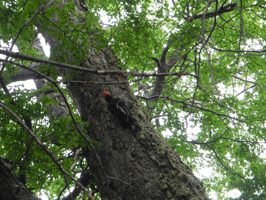 Specht im Wald