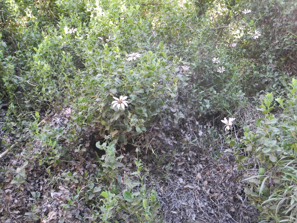 Clematis am Wegrand
