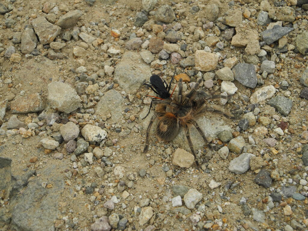 Insekt schleppt eine große Spinne nach Hause