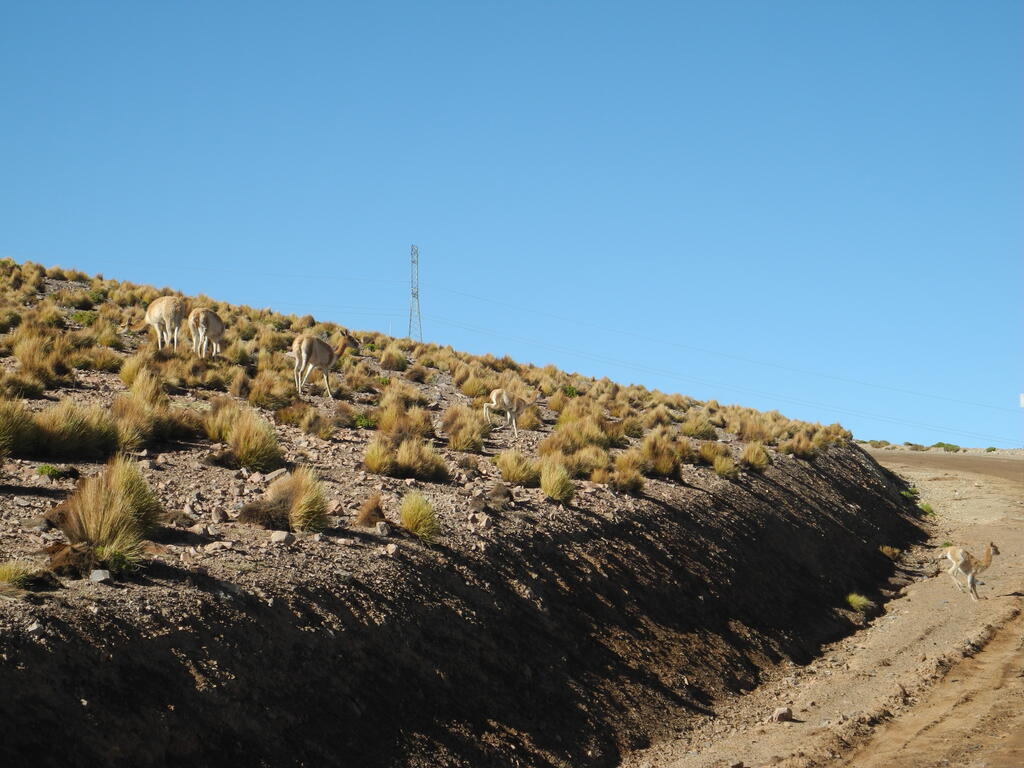 Vicuñas an der Straße