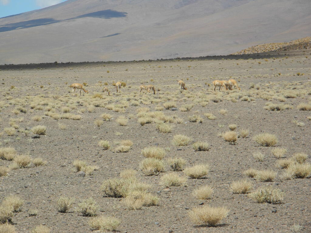 Vicuñas an der Straße