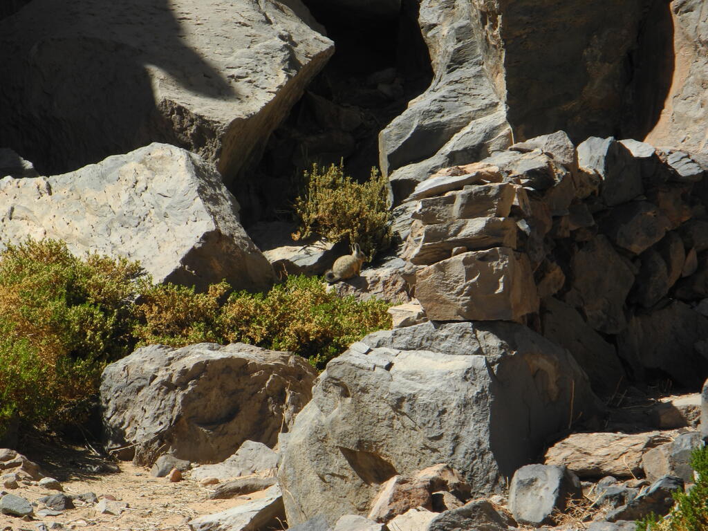 Vizcacha