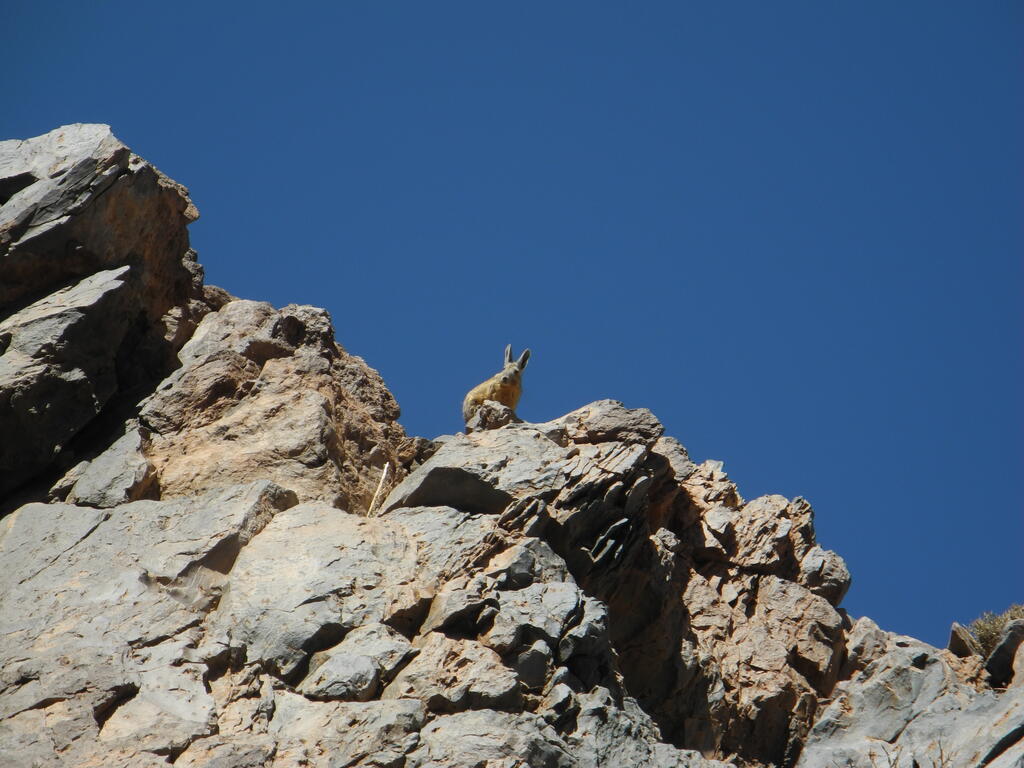 Vizcacha