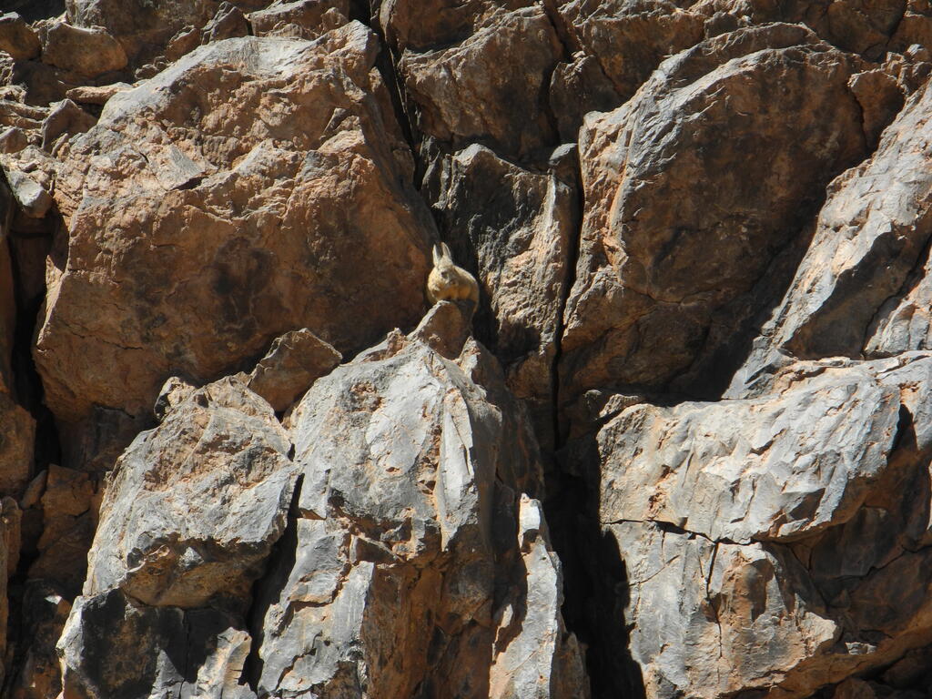 Vizcacha