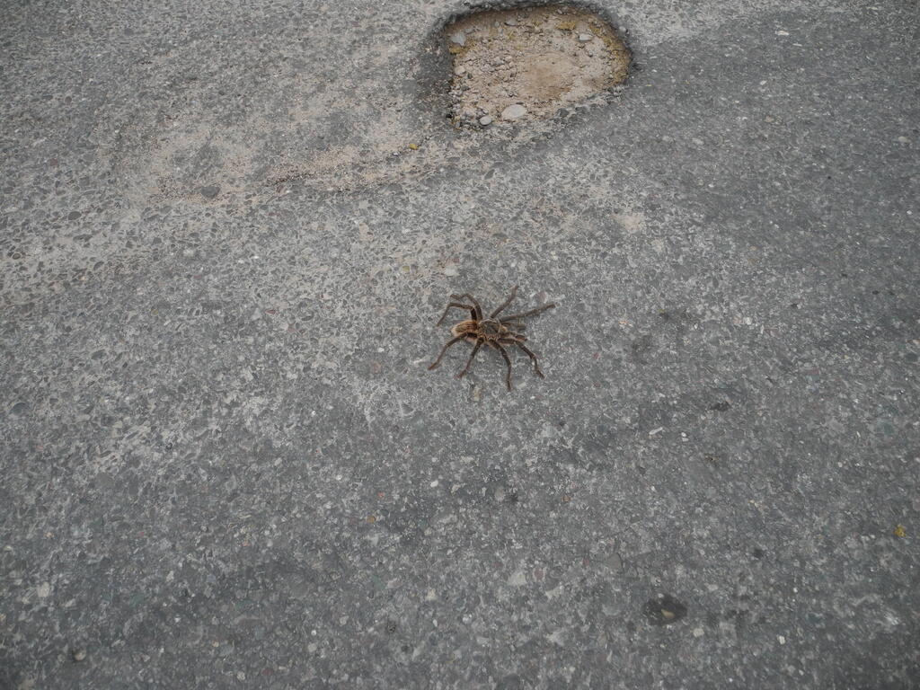 Vogelspinne auf der Straße (größer 10cm)