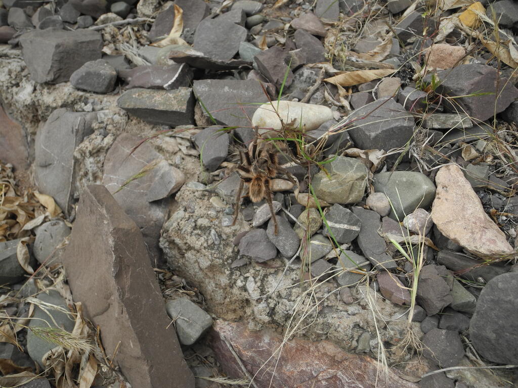 Die Spinne am sicheren Straßenrand