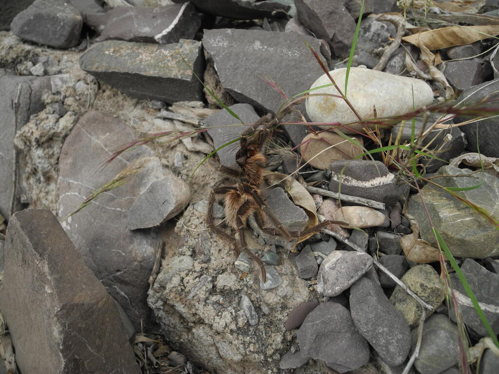 Die Spinne am sicheren Straßenrand